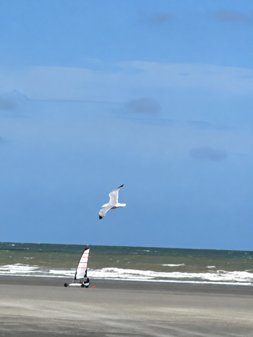 Un oiseau et une voile partagent le même vent.